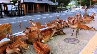 Horde of deer occupying the road at Nara 奈良公園の鹿達、道路を占領して涼を取る [upl. by Boswall]