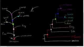 drawing a phylogenetic tree [upl. by Thorvald]