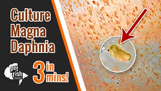 How to culture DAPHNIA MAGNA  The easy way [upl. by Nyloc]