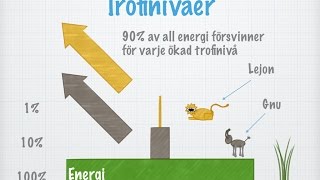 Energiflöde i ett ekosystem gammal [upl. by Nylrak]