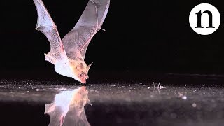 BAT SENSE  by Nature Video [upl. by Eberhard]