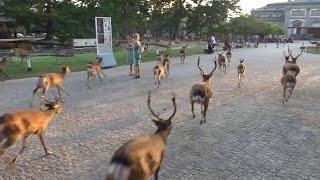 夕涼みの鹿が突然爆走  外国人観光客も呆然と立ち尽くす 奈良の昼と夜～大阪城 Deer roaring noisily around NARA day and night [upl. by Arin755]