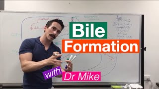 Bile Synthesis and Function [upl. by Esinek]