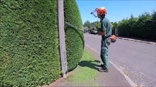 Trimming a Conifer Leylandii Hedge [upl. by Herwick]