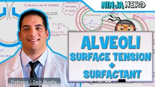 Respiratory  Surface Tension amp Surfactant in Alveoli [upl. by Nema]