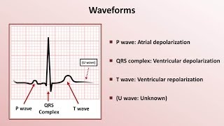 Intro to EKG Interpretation  Waveforms Segments and Intervals [upl. by Sparhawk]