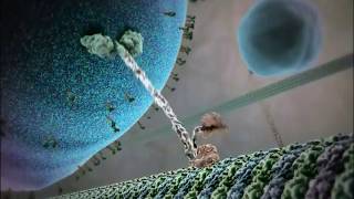 Kinesin protein walking on microtubule [upl. by Schiffman]