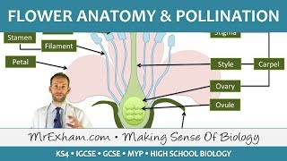 Plant reproduction  Flower anatomy and pollination  GCSE Biology 91 [upl. by Kass394]