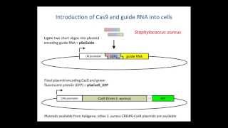 2 CRISPR Cas9  Methods and Tools [upl. by Fin121]