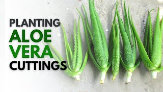 How To Plant Aloe Vera From A Cutting [upl. by Duntson545]