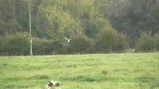 UK Bird Songs [upl. by Rimat]