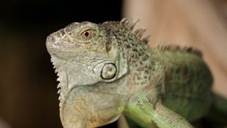 4 Cool Facts about Green Iguanas  Pet Reptiles [upl. by Towland]