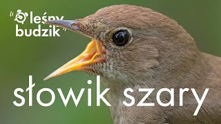 Leśny Budzik  Słowik Szary [upl. by Romine693]