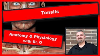 Tonsil Bed  How to remember [upl. by Alanah]