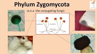 Zygomycota [upl. by Greyson]