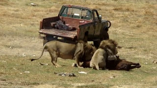 Lions eating Horse [upl. by Dlaregztif511]