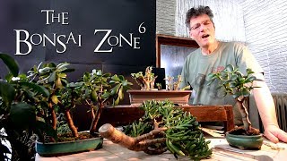 Creating Jade Bonsai Part 1 The Bonsai Zone Feb 2019 [upl. by Nelram549]