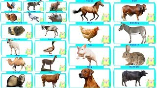 domestic animals and birds names for kids [upl. by Roon]