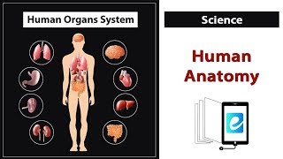 The Human Organs Systems  Complete Animated Anatomy of Human Body  7th Grade Science  eLearn K12 [upl. by Aleb]