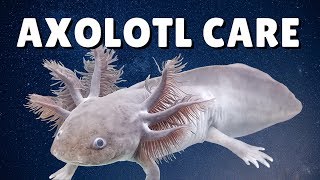 AXOLOTL CARE GUIDE  Housing Feeding amp Tank Mates  Ambystoma mexicanum [upl. by Mitzi]