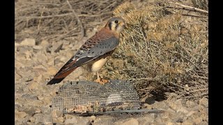 Falconry Trapping kestrels with a Bal chatri trap [upl. by Grinnell]