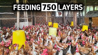 How to Feed Layer Chickens For Maximum Egg Production [upl. by Eatnoed195]