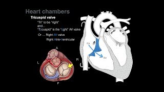 Overview of Heart Anatomy Tutorial [upl. by Albert968]