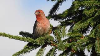 House finch singing [upl. by Rogerg10]