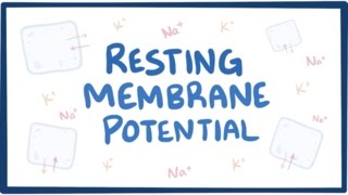 Resting membrane potential  definition examples [upl. by Kaufman333]