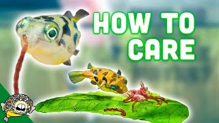 How to Care for Dwarf Puffer Fish [upl. by Esinehs]