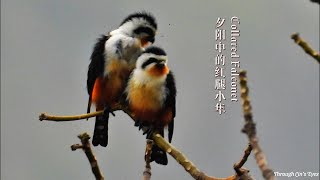 Collared Falconet [upl. by Alihet]