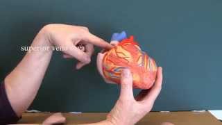 Cardiovascular System 8 Heart with labels [upl. by Belier]