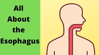 All about the Esophagus [upl. by Cran]