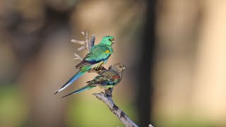 Australian parrots in the wild [upl. by Aprilette]