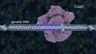 CRISPR Immunity Explained How Cas9 Protects Bacteria from Viruses [upl. by Breech]