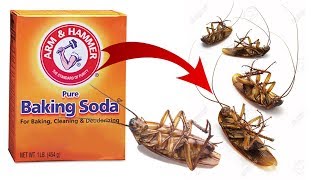 DIY Natural Cockroach Killer using Baking Soda [upl. by Sivie]