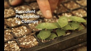 How to Propagate Stacked Crassulas [upl. by Berkow41]