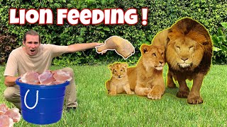 FEEDING the LION PRIDE  NEW BORN CUB [upl. by Slade911]