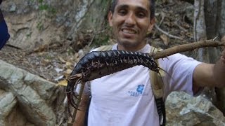 Darwins Goliath Centipede Scgalapagoensis images [upl. by Rondi885]