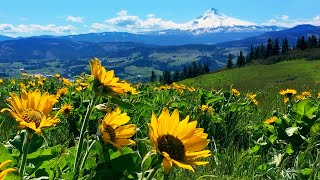 Relaxing Meadow with Ambient Nature Sounds Wildflowers and Mountain View  8 Hours [upl. by Idid109]