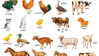 Domestic animals name in english with picture and sound [upl. by Nyral]