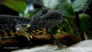 Great Crested Newt Triturus cristatus  Guest from the wild  Animalia Kingdom Show [upl. by Dett]