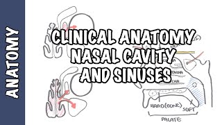 Clinical Anatomy  Nasal Cavity and Sinuses [upl. by Ner213]