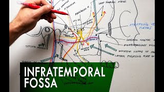 The Infratemporal Fossa  Boundaries amp Contents  Anatomy Tutorial [upl. by Mortensen239]