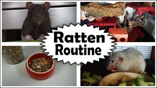 Tägliche Ratten Routine  Der Alltag meiner Ratten 2018 [upl. by Radburn]