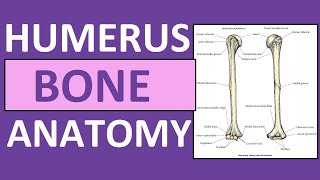 Humerus Bone Anatomy and Physiology Lecture [upl. by Alicirp]