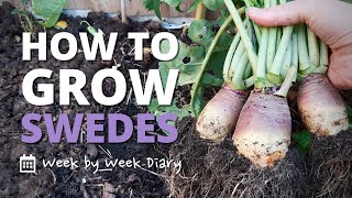 How to Grow Swedes  a Week by Week Guide [upl. by Anirbus]