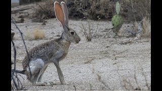 Falconry Hunting Jackrabbits [upl. by Airekat]