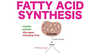 Fatty Acid Synthesis [upl. by Ediva420]