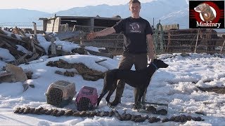 43 Rats Caught By Mink and Dog [upl. by Angi291]